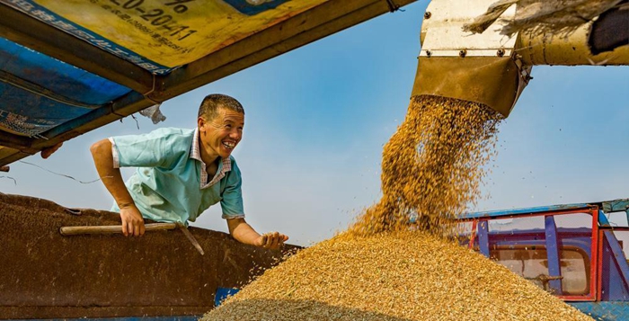 Wheat harvest kicks off in Dongying