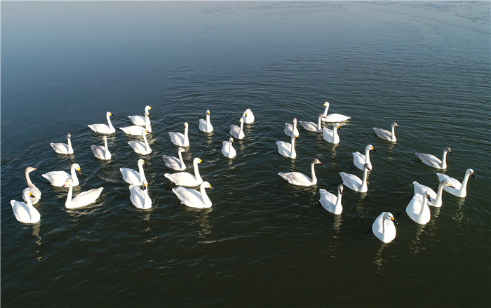 Shandong experiences greener growth in Yellow River basin