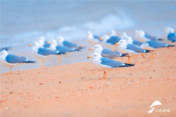 Flocks of seagulls forage, nest in Yantai