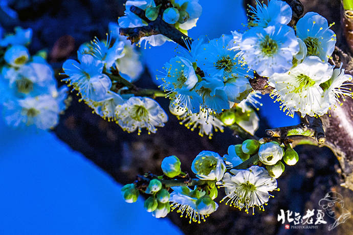 Four seasons in Beijing's parks