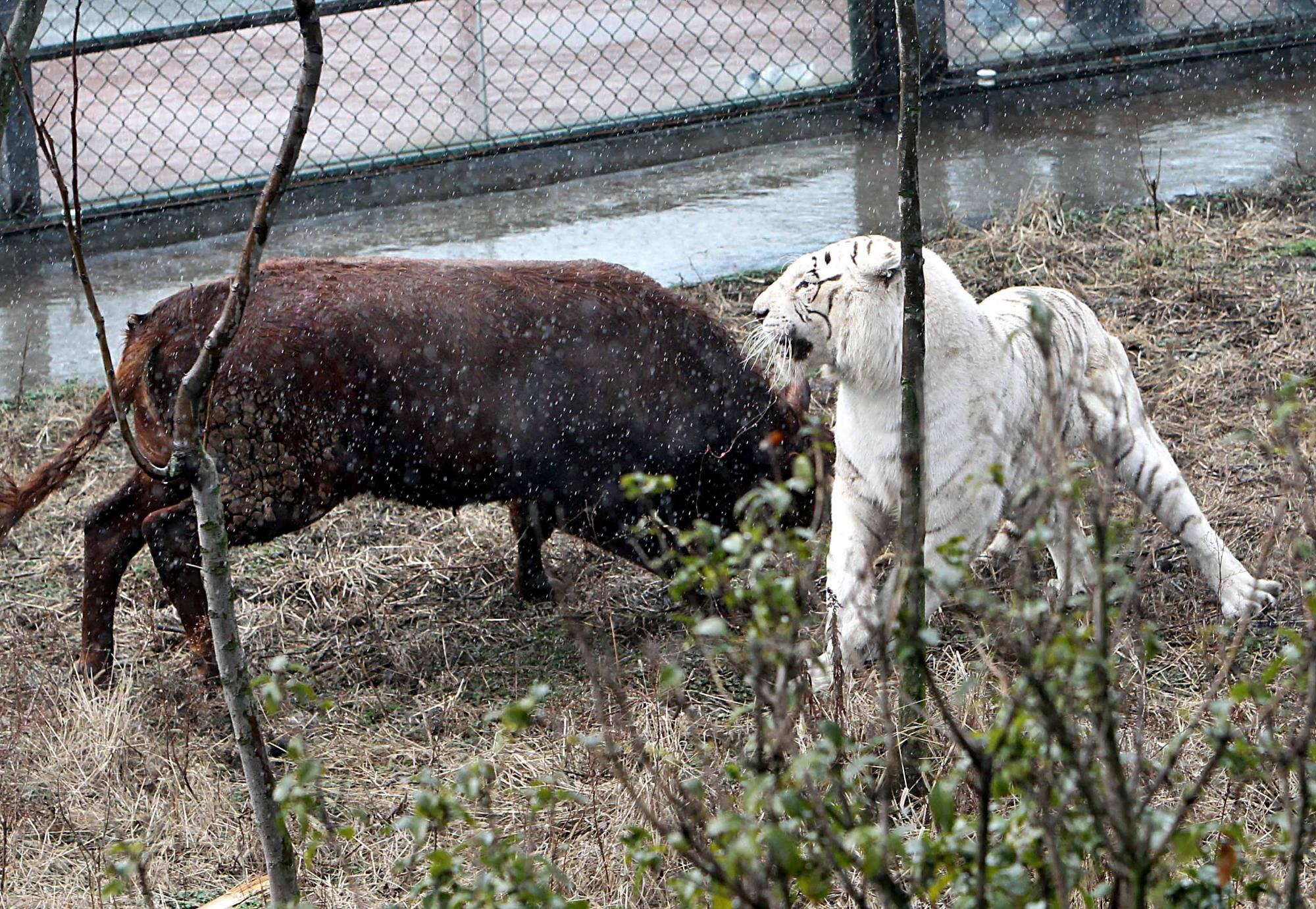 Fearless calf tames tiger