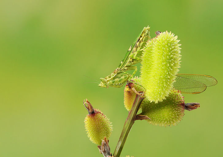 Mantises and dragonflies in Zhong Ming's insects world