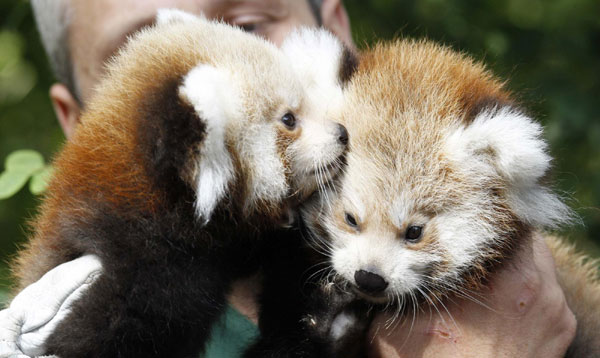 Newborn Red Panda twin cubs in Berlin zoo