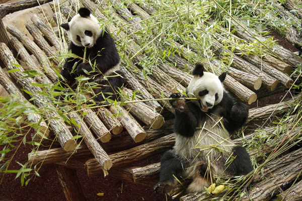 Chinese giant pandas in France