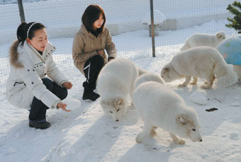 Snow in Beijing