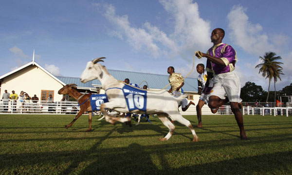 Buccoo Goat and Crab Race Festival