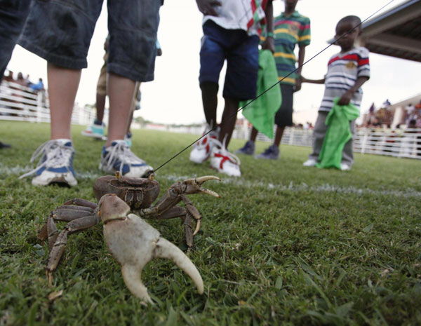 Buccoo Goat and Crab Race Festival