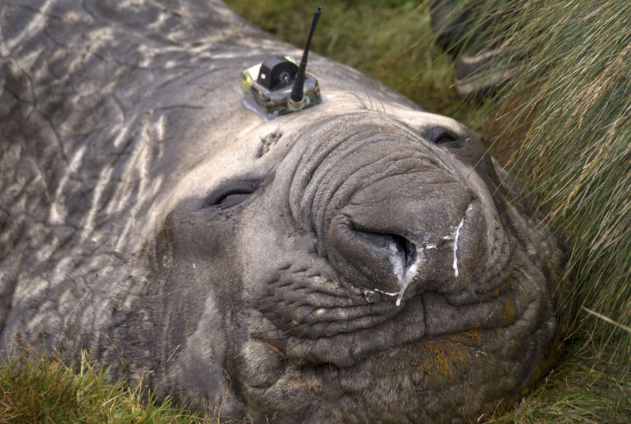 Elephant seals help collect ocean's data