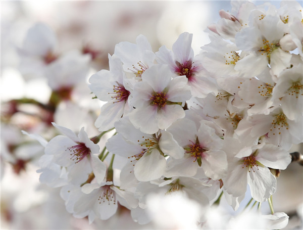 Cherry blossoms in Tokyo