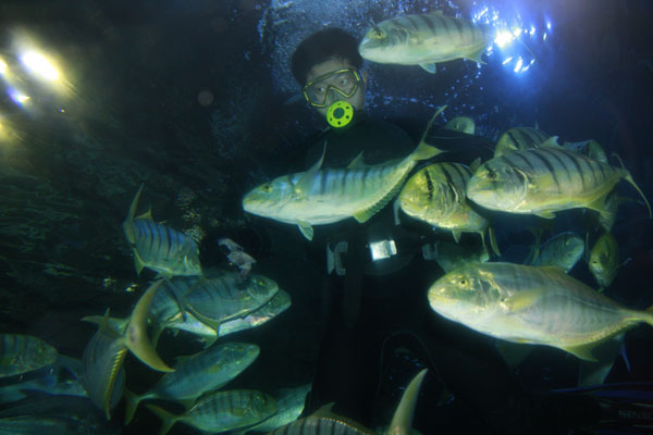 Glimpse of marine life at Dalian ocean parks