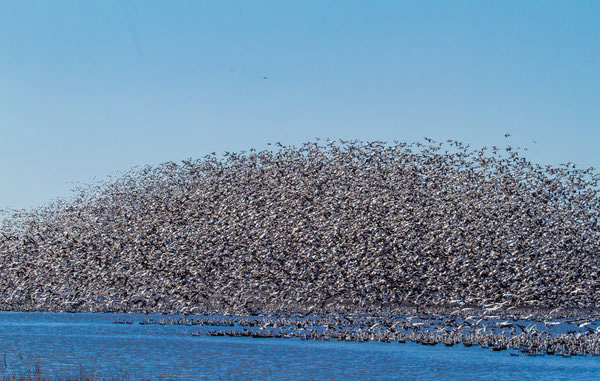 Bird spectacle in Missouri