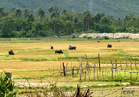 Farm in Sanya