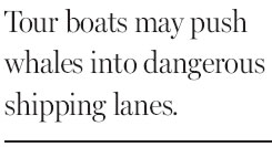 Ships pose a threat to Sri Lanka's whales