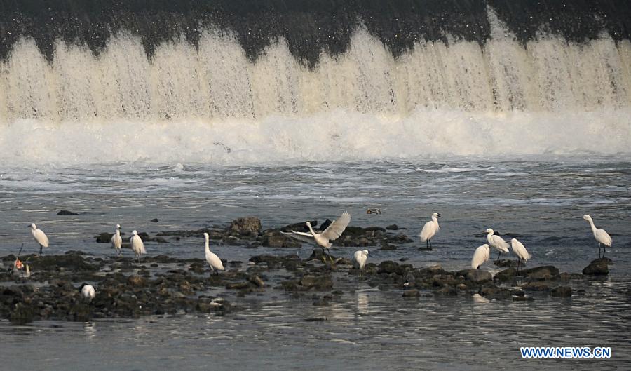 Egrets look for food in Chengdu's river