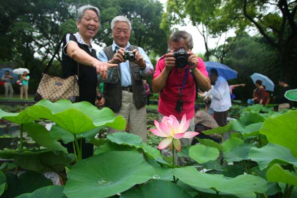 Lotus flowers in full bloom