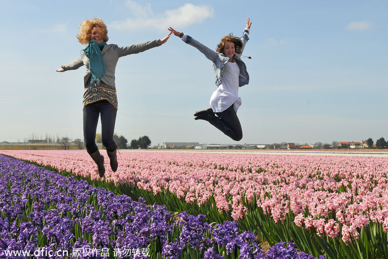 The Netherlands, a kingdom of tulips