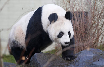 Panda Xing Bao on official presentation at Madrid Zoo