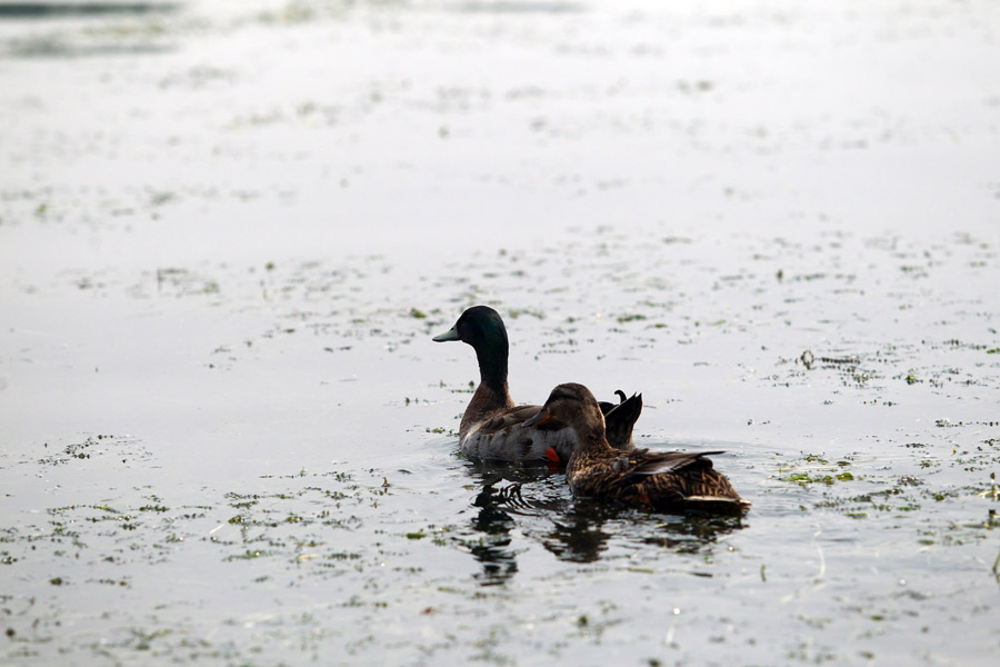 A bird-watching island in Shichahai