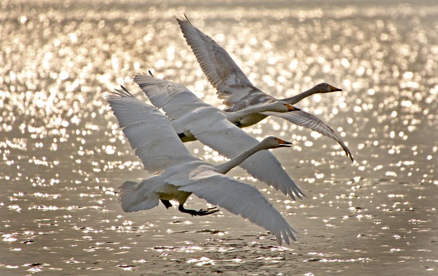 Top wetlands in China-beauty of diversity