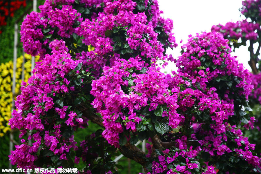 Hainan bougainvilleas add color to coming Spring Festival