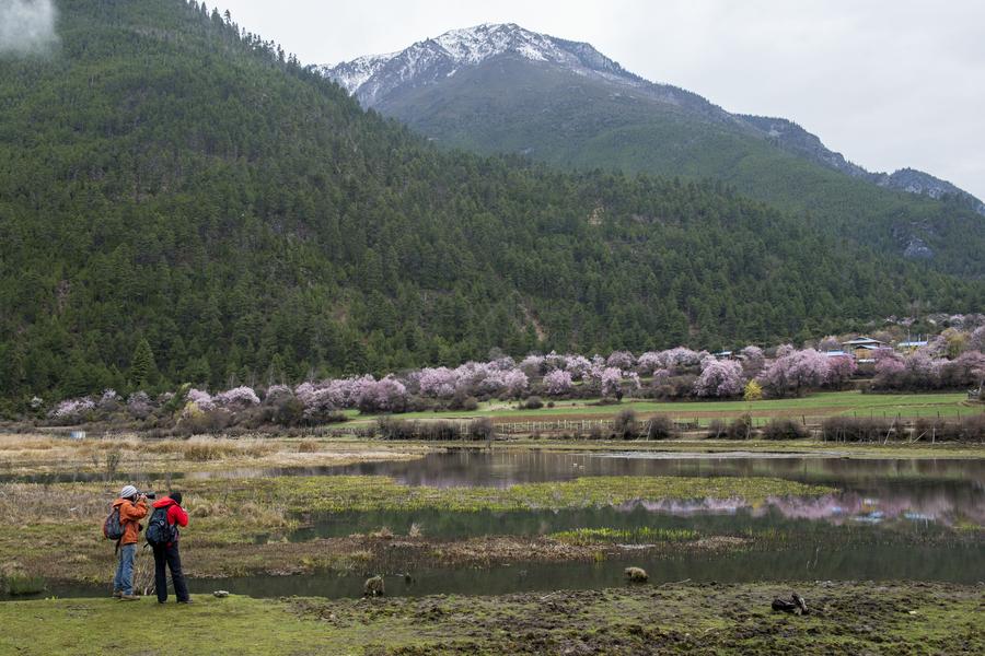 Spring scenery of Tibet