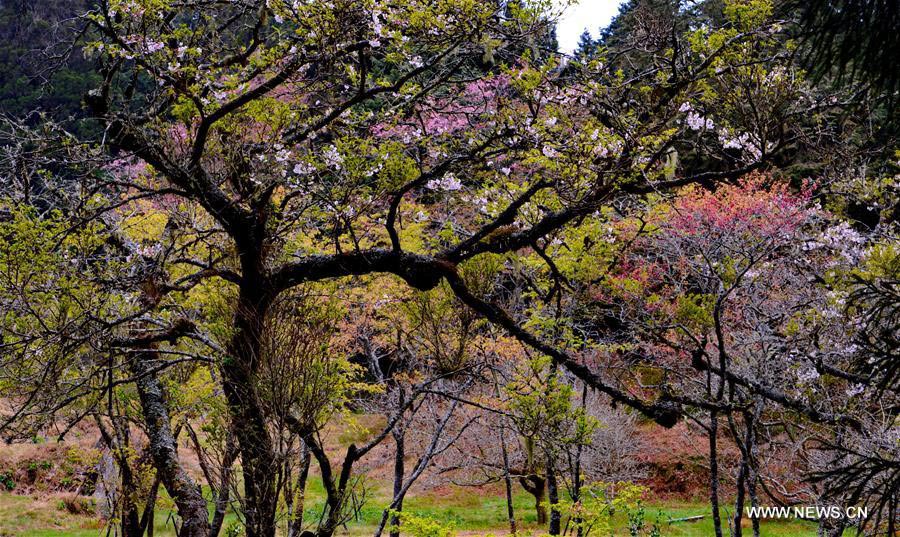 Spring scenery of Ali Mountain in Taiwan