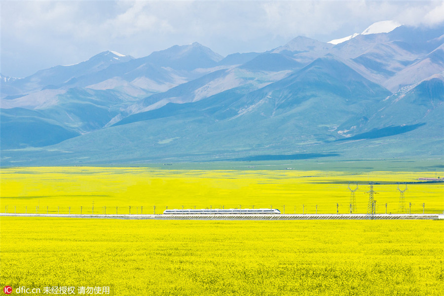 Train runs through cole flower fields in Qinghai