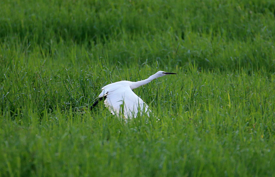 Xinanjiang River becomes heaven for egrets