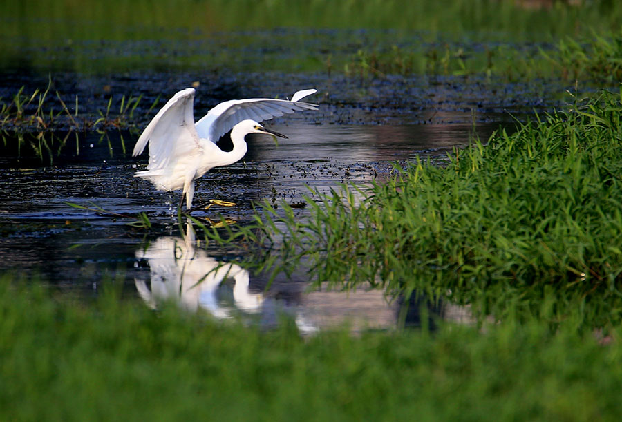 Egrets thrive along eco-friendly Xinanjiang River