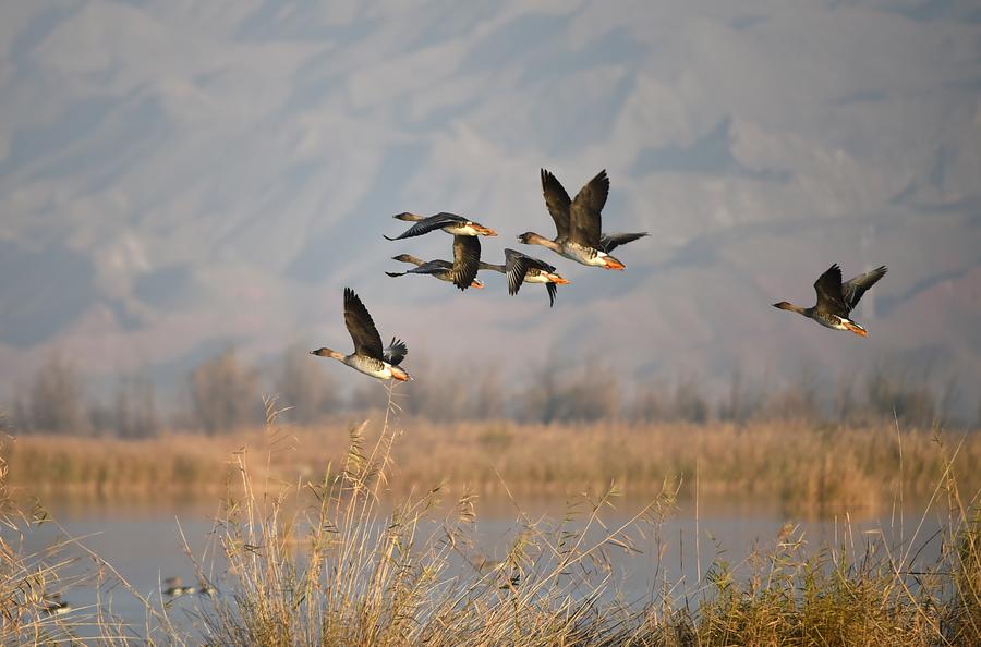 Wild geese seen at Qingtongxia wetland nature reserve in NW China