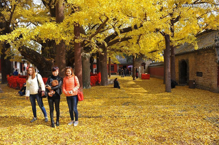 Autumn scenery of ginkgo trees in China