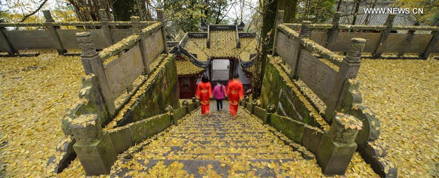 Autumn scenery of ginkgo trees in China