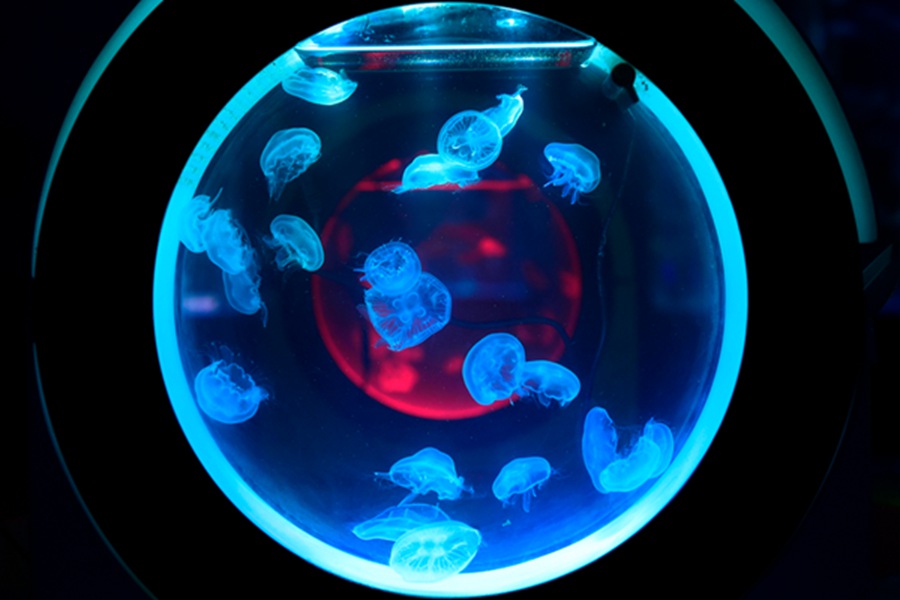 Jellyfish the latest museum draw in Hangzhou