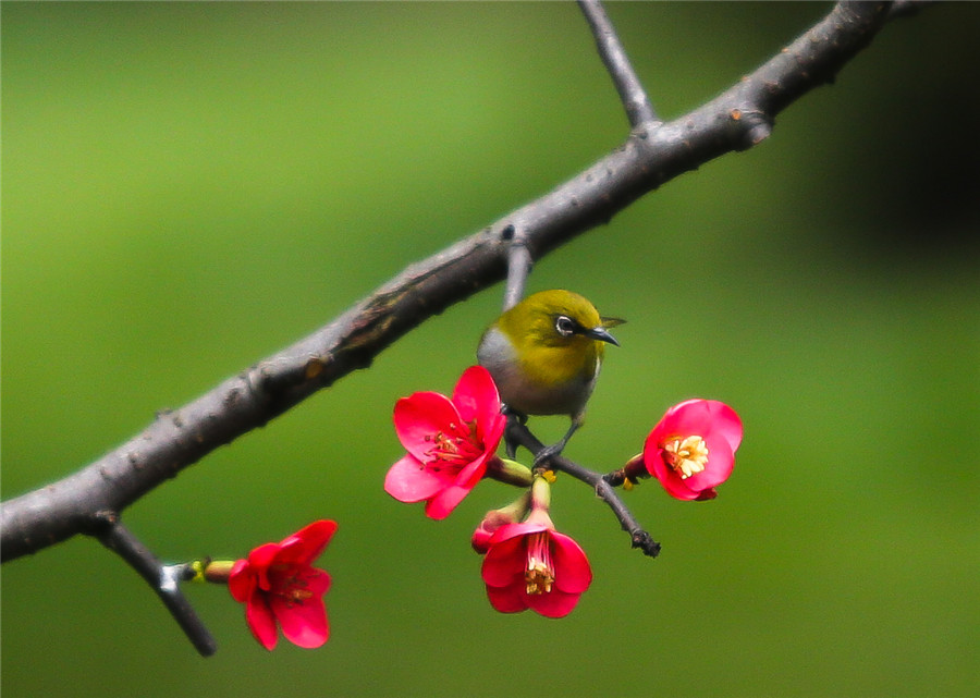 Blooming flowers bring promise of spring