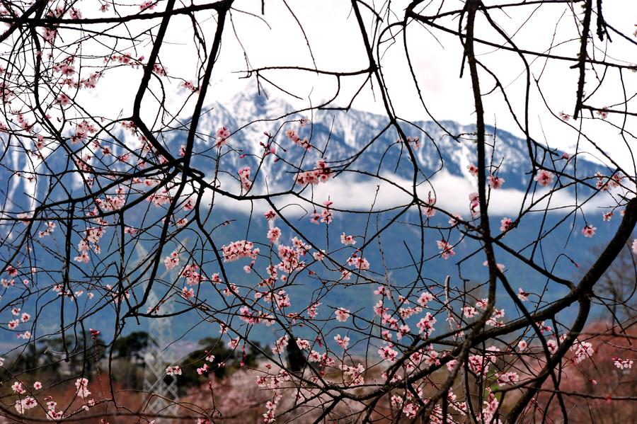 Peach blossoms pictured in front of snow mountain in Tibet