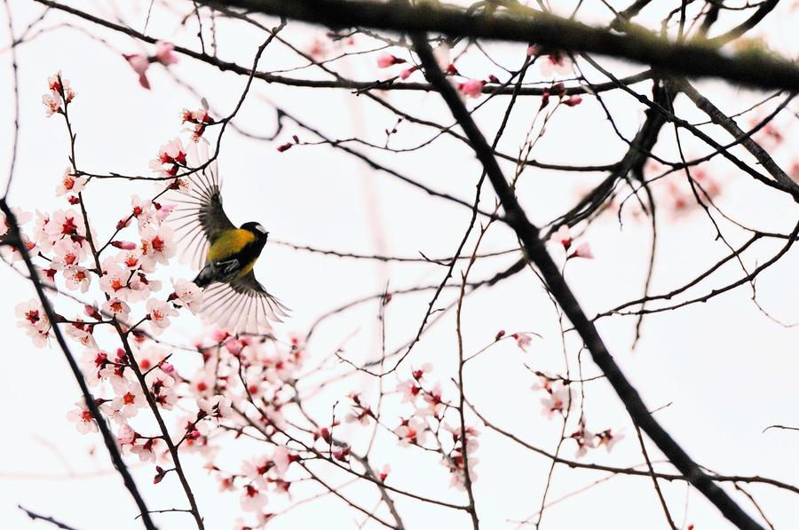 Peach blossoms pictured in front of snow mountain in Tibet