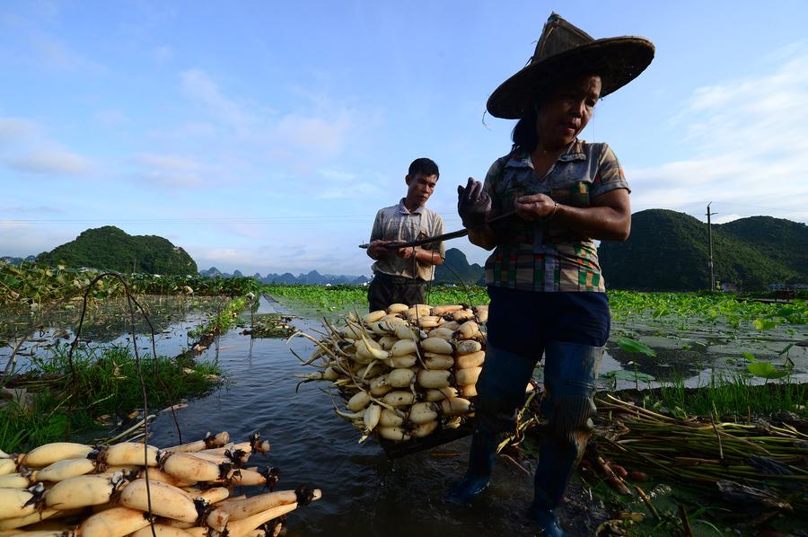 Farmers harvest lotus roots in Liuzhou, Guangxi