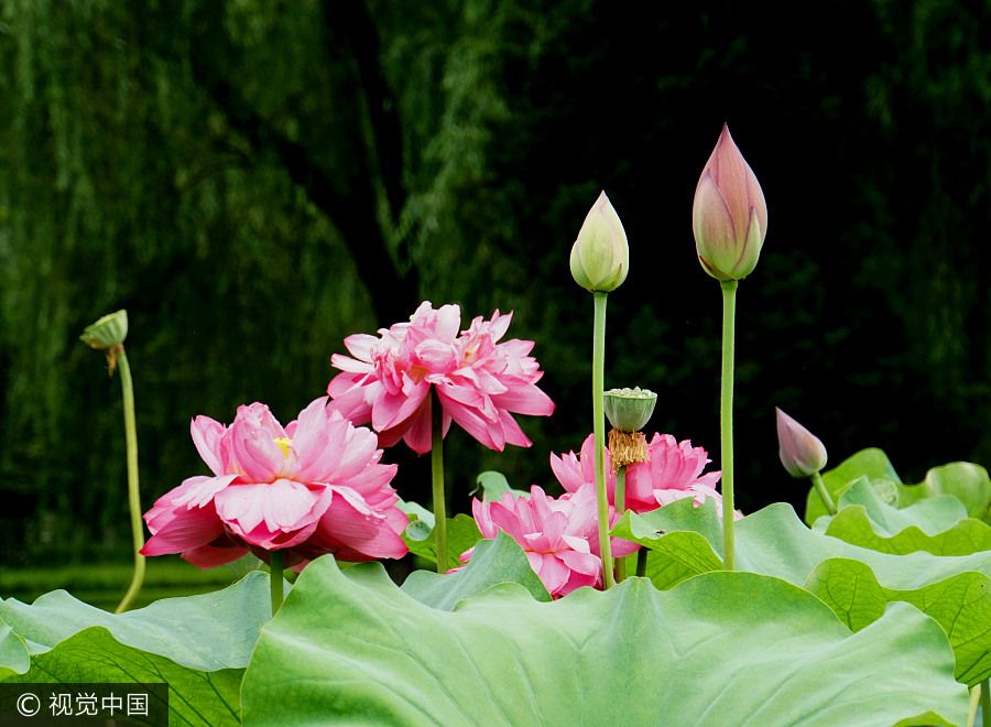 Blooming lotus graces Beijing after rain