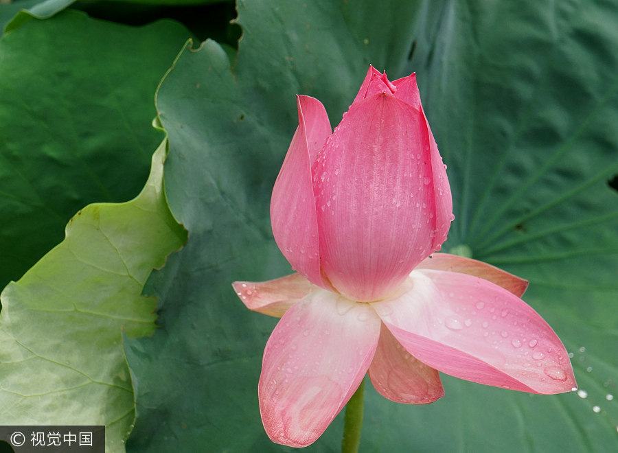 Blooming lotus graces Beijing after rain