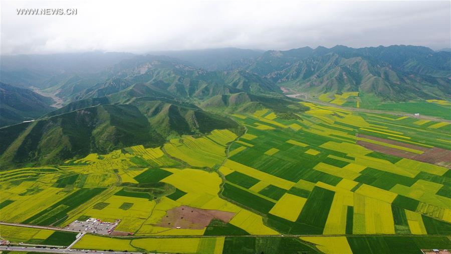 Blooming cole flowers attract tourists in Gansu