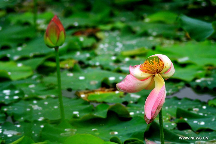 Lotus flower seen in NW China's Gansu