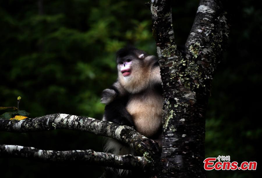 National park in Yunnan has nine new snub-nosed monkeys