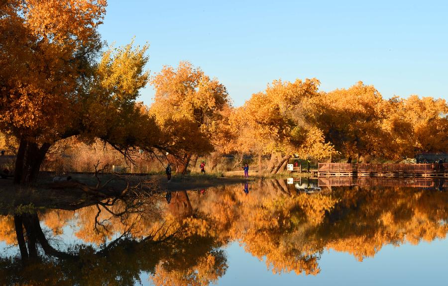 Populus euphratica seen in Inner Mongolia