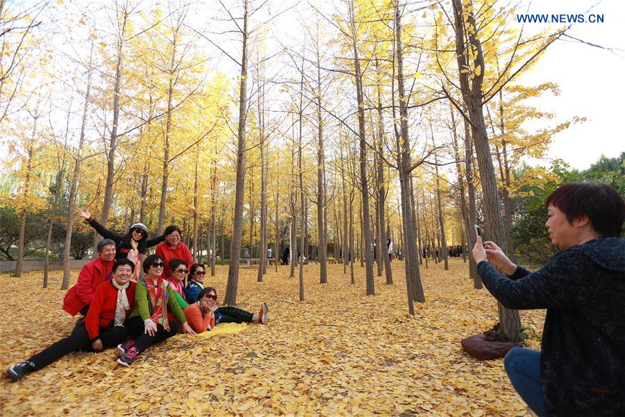 People enjoy themselves under ginkgo trees