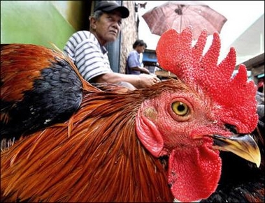 Parents lose son, daughter in one week to bird flu