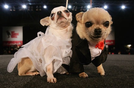 Fashionable dogs in Belgium