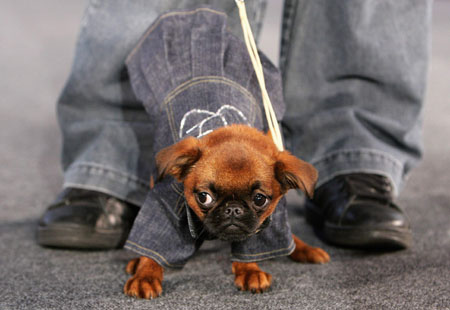 Fashionable dogs in Belgium