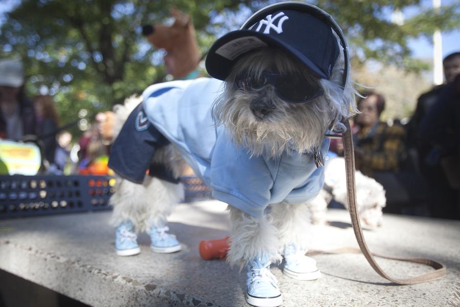 Halloween Dog Parade kicks off in New York