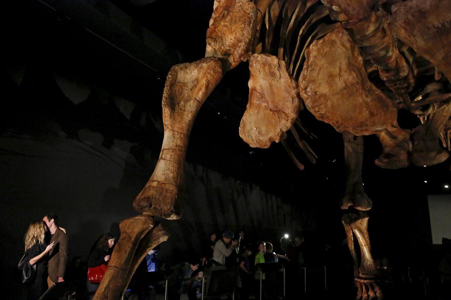 Massive dinosaur skeleton will spill out of hall at NY museum