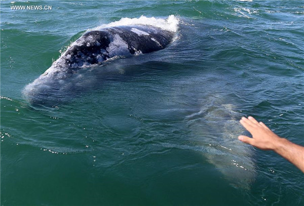 Tourists flow to NW Mexico to see gray whales